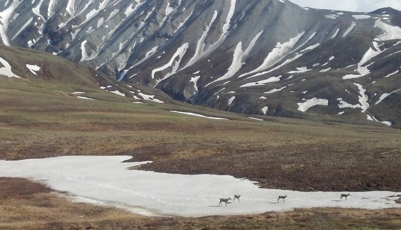Backpacking Denali Caribou Herd