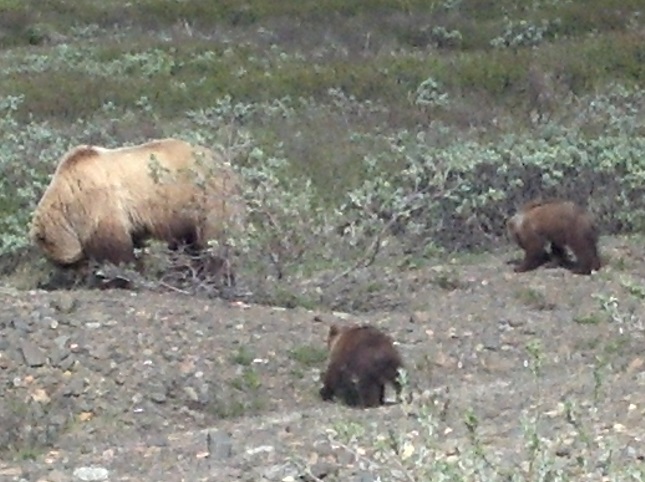 Backpacking Denali Grizzly Bear and Cubs